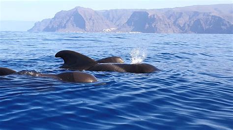 whalw watching|whale watching tarifa beste zeit.